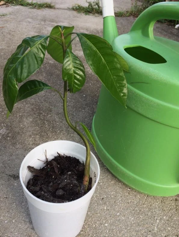 Tommy Mango Live Starter Plant - 8-12" Tall Tropical Mango Fruit Tree for Containers, Patios & Home Orchards - Image 1