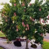 Valencia Mango Cuttings - Set of 5 Unrooted Mangifera indica for Propagation - Image 1