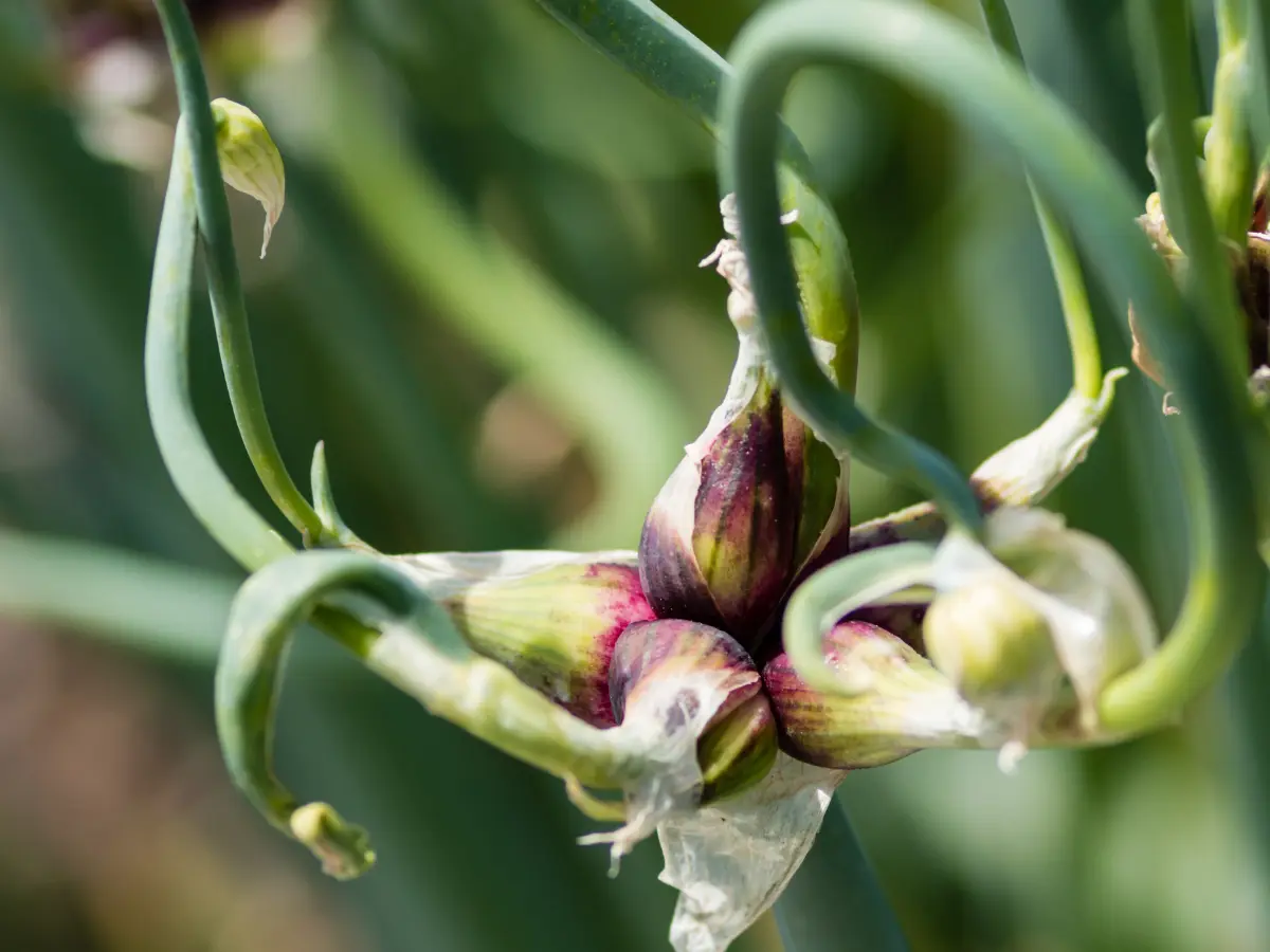 walking onions