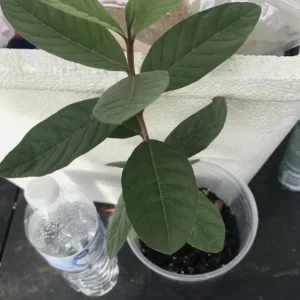 White Guava Live Plant - 9-12" Tall - Sweet Tropical Fruit Tree for Garden & Containers - Image 1
