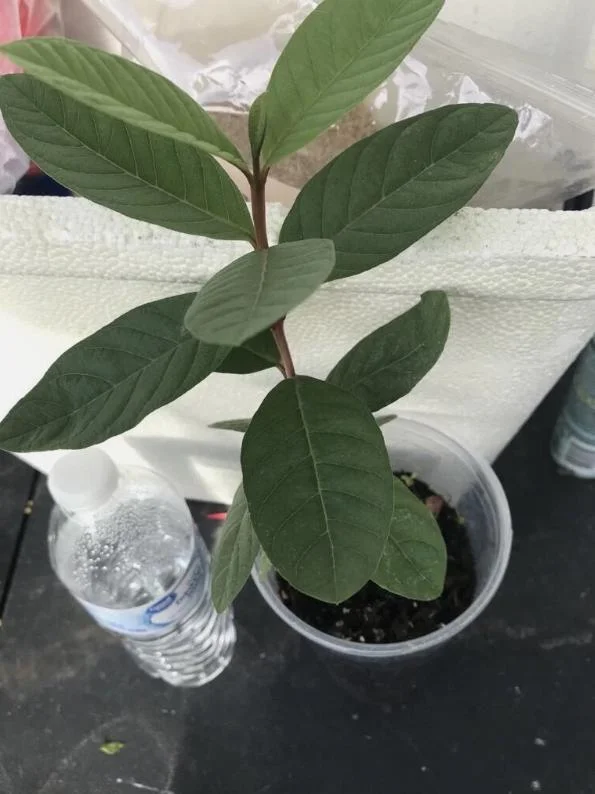 White Guava Live Plant - 9-12" Tall - Sweet Tropical Fruit Tree for Garden & Containers - Image 1