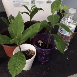 Yellow Cashew Live Plant – 5-8" Tall – Anacardium occidentale – Tropical Nut & Fruit Tree - Image 1