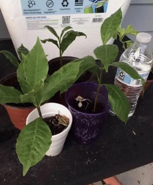 Yellow Cashew Live Plant – 5-8" Tall – Anacardium occidentale – Tropical Nut & Fruit Tree - Image 1