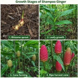 10 Awapuhi Shampoo Ginger Rhizomes - Zingiber Zerumbet Pinecone Ginger Roots - Image 5