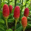 10 Awapuhi Shampoo Ginger Rhizomes - Zingiber Zerumbet Pinecone Ginger Roots - Image 1