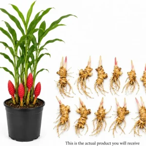 12 Awapuhi Shampoo Ginger Rhizomes - Zingiber Zerumbet Pinecone Roots for Outdoor Garden - Image 3
