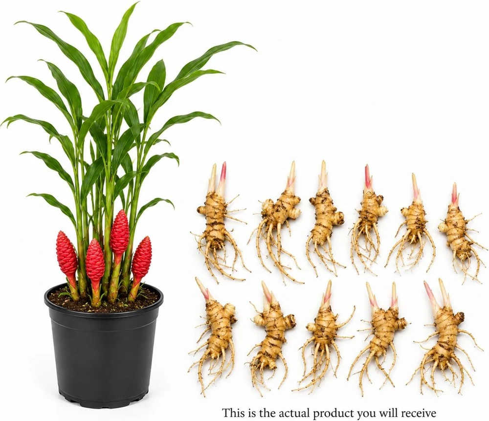 12 Awapuhi Shampoo Ginger Rhizomes - Zingiber Zerumbet Pinecone Roots for Outdoor Garden - Image 3