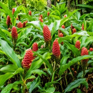 12 Awapuhi Shampoo Ginger Rhizomes - Zingiber Zerumbet Pinecone Roots for Outdoor Garden - Image 1
