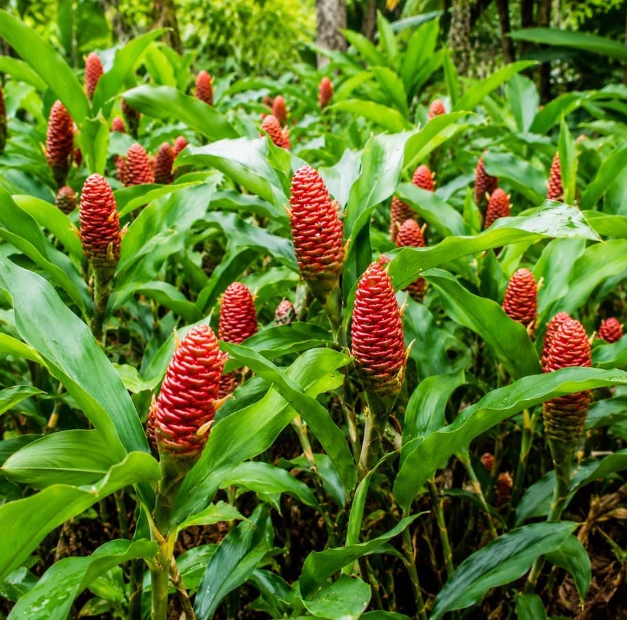 12 Awapuhi Shampoo Ginger Rhizomes - Zingiber Zerumbet Pinecone Roots for Outdoor Garden - Image 1