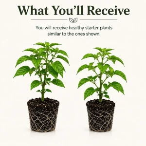 2 Carolina Reaper Pepper Plants - Live Hot Chili Peppers, 4-6 Inch Tall, Outdoor - Image 2