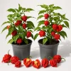 2 Carolina Reaper Pepper Plants - Live Hot Chili Peppers, 4-6 Inch Tall, Outdoor - Image 1