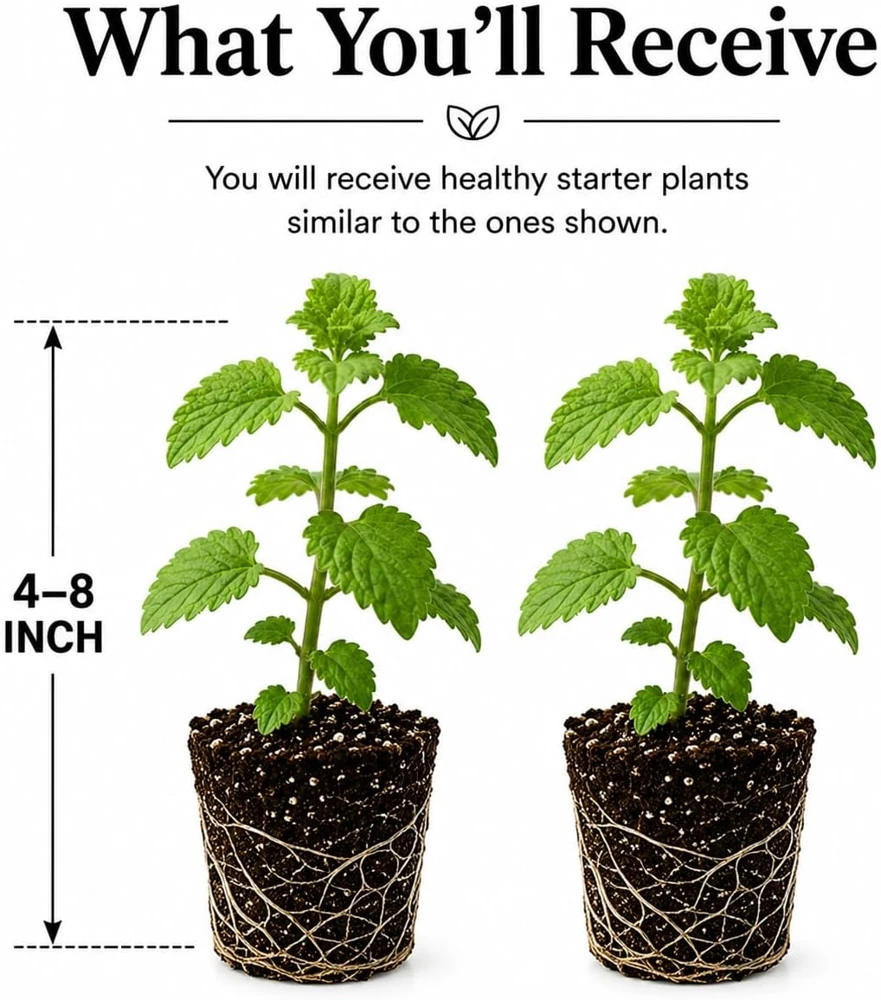 2 Pack Catnip Live Plants - Perennial Herb for Home Garden Planting, 4-8 Inch Tall - Image 2