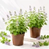 2 Pack Catnip Live Plants - Perennial Herb for Home Garden Planting, 4-8 Inch Tall - Image 1