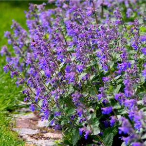 2 Pack Catnip Live Plants - Perennial Herb for Home Garden Planting, 4-8 Inch Tall - Image 7