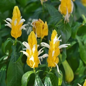 2 Yellow Shrimp Plant Live Plants, Golden Shrimp Starter, 4-7 Inch Tall Seedlings - Image 2