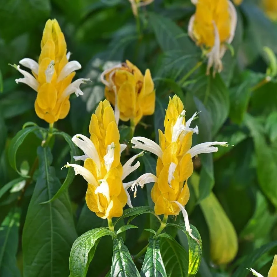 2 Yellow Shrimp Plant Live Plants, Golden Shrimp Starter, 4-7 Inch Tall Seedlings - Image 2