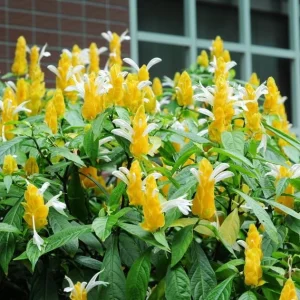 2 Yellow Shrimp Plant Live Plants, Golden Shrimp Starter, 4-7 Inch Tall Seedlings - Image 3