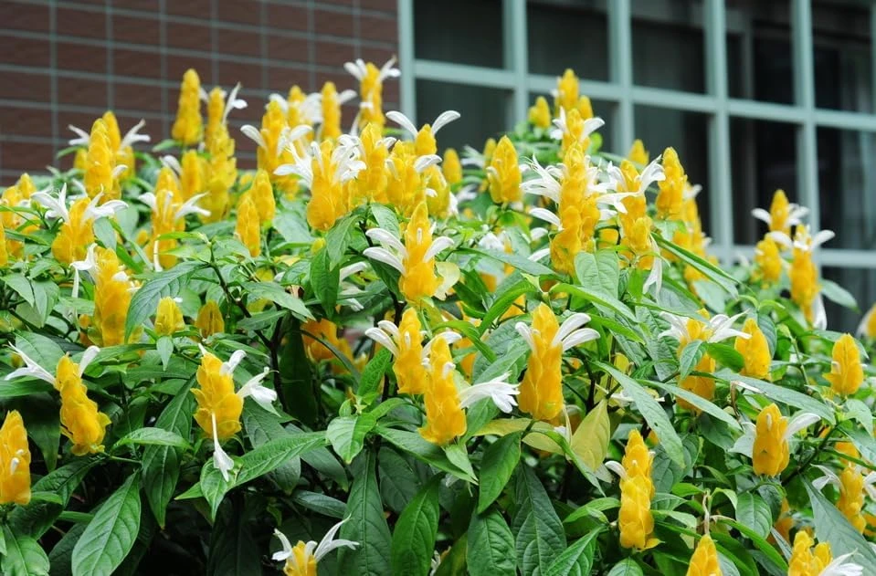 2 Yellow Shrimp Plant Live Plants, Golden Shrimp Starter, 4-7 Inch Tall Seedlings - Image 3