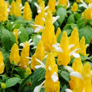 2 Yellow Shrimp Plant Live Plants, Golden Shrimp Starter, 4-7 Inch Tall Seedlings - Image 4