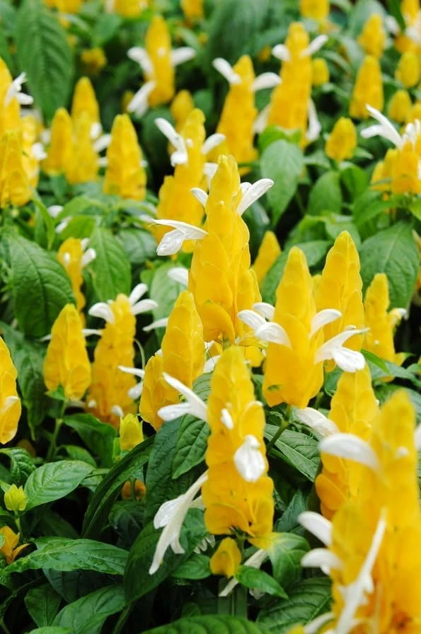 2 Yellow Shrimp Plant Live Plants, Golden Shrimp Starter, 4-7 Inch Tall Seedlings - Image 4