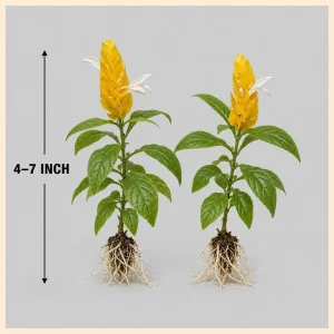 2 Yellow Shrimp Plant Live Plants, Golden Shrimp Starter, 4-7 Inch Tall Seedlings - Image 5