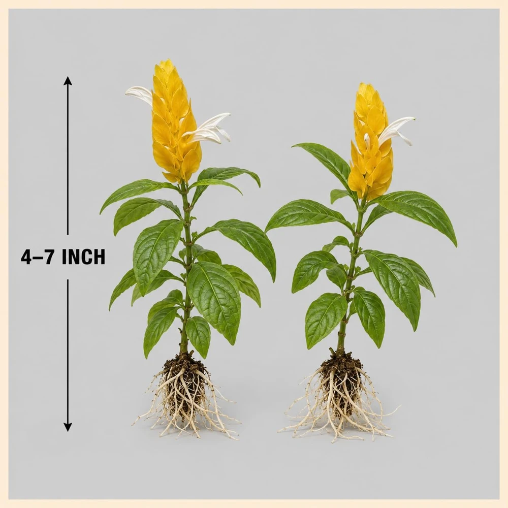 2 Yellow Shrimp Plant Live Plants, Golden Shrimp Starter, 4-7 Inch Tall Seedlings - Image 5
