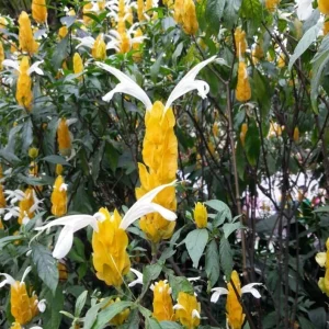 2 Yellow Shrimp Plant Live Plants, Golden Shrimp Starter, 4-7 Inch Tall Seedlings - Image 6