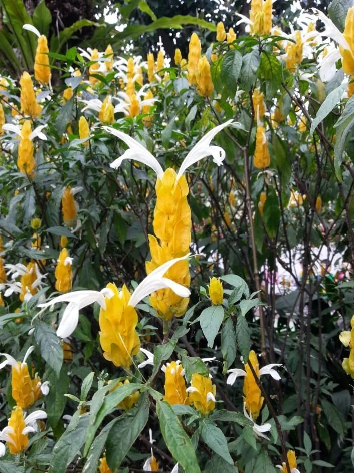 2 Yellow Shrimp Plant Live Plants, Golden Shrimp Starter, 4-7 Inch Tall Seedlings - Image 6