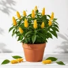 2 Yellow Shrimp Plant Live Plants, Golden Shrimp Starter, 4-7 Inch Tall Seedlings - Image 1