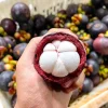 2ft Live Mangosteen Tree - Garcinia mangostana - Tropical Fruit Plant - Image 1