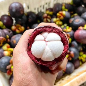 2ft Live Mangosteen Tree - Garcinia mangostana - Tropical Fruit Plant - Image 1