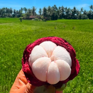 2ft Live Mangosteen Tree - Garcinia mangostana - Tropical Fruit Plant - Image 2