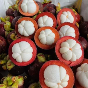 2ft Live Mangosteen Tree - Garcinia mangostana - Tropical Fruit Plant - Image 3