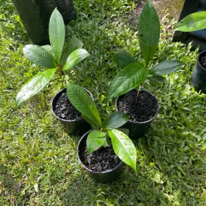 2ft Live Mangosteen Tree - Garcinia mangostana - Tropical Fruit Plant - Image 5