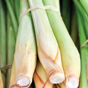 3 Live Lemongrass Plants, 4-6 Inches Tall, Well Rooted Herb Starters, Outdoor - Image 3