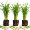 3 Live Lemongrass Plants, 4-6 Inches Tall, Well Rooted Herb Starters, Outdoor - Image 1