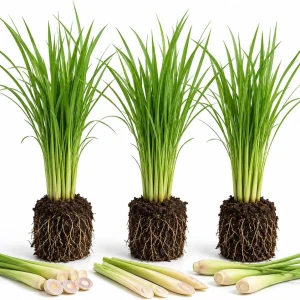 3 Live Lemongrass Plants, 4-6 Inches Tall, Well Rooted Herb Starters, Outdoor - Image 1