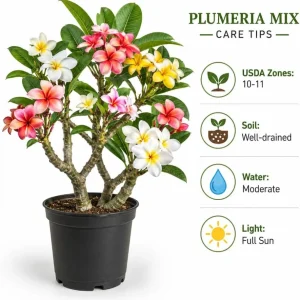 3 Pack Mixed Plumeria Cuttings – Tropical Frangipani Flower Cuttings – Outdoor - Image 5
