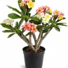 3 Pack Mixed Plumeria Cuttings – Tropical Frangipani Flower Cuttings – Outdoor - Image 1