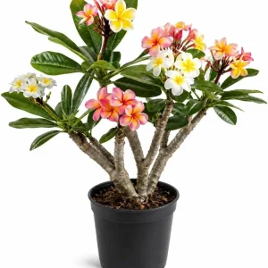 3 Pack Mixed Plumeria Cuttings – Tropical Frangipani Flower Cuttings – Outdoor - Image 1