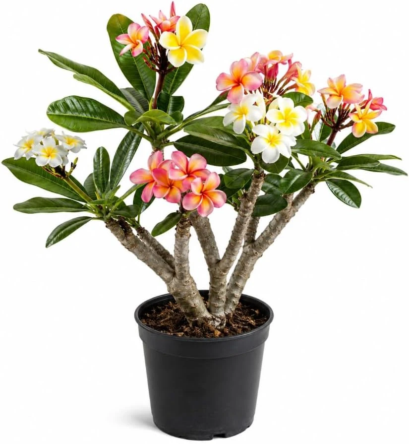 3 Pack Mixed Plumeria Cuttings – Tropical Frangipani Flower Cuttings – Outdoor - Image 1