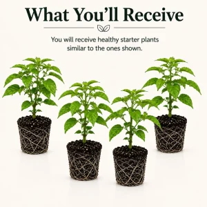 4 Carolina Reaper Pepper Live Plants - Hot Chili Peppers for Home Garden, 4-6 Inch Tall - Image 2