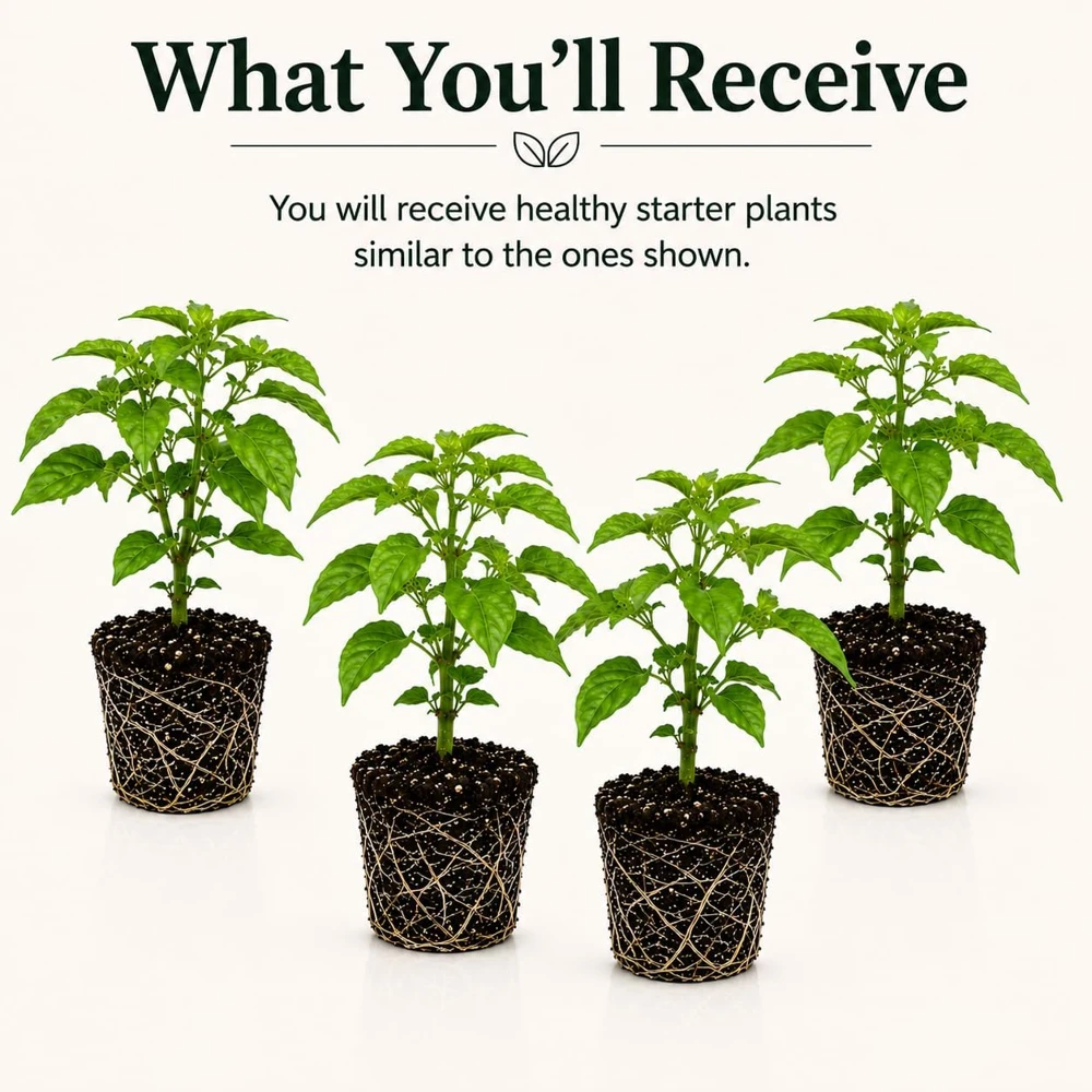 4 Carolina Reaper Pepper Live Plants - Hot Chili Peppers for Home Garden, 4-6 Inch Tall - Image 2