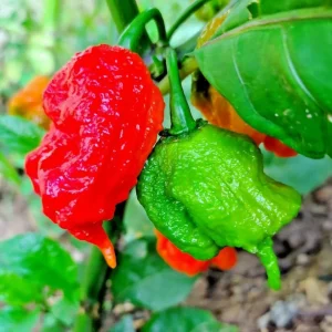 4 Carolina Reaper Pepper Live Plants - Hot Chili Peppers for Home Garden, 4-6 Inch Tall - Image 3