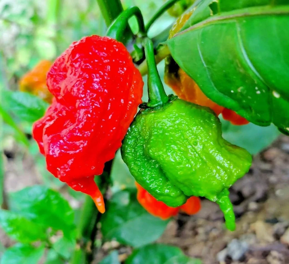4 Carolina Reaper Pepper Live Plants - Hot Chili Peppers for Home Garden, 4-6 Inch Tall - Image 3