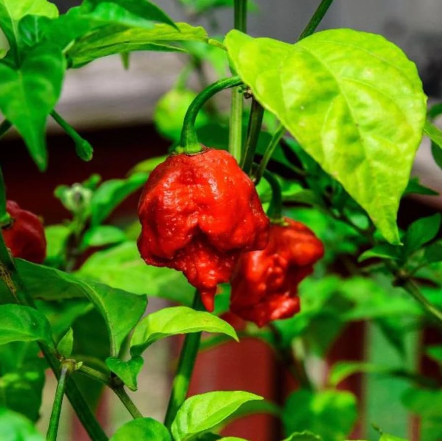 4 Carolina Reaper Pepper Live Plants - Hot Chili Peppers for Home Garden, 4-6 Inch Tall - Image 5