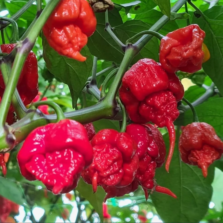 4 Carolina Reaper Pepper Live Plants - Hot Chili Peppers for Home Garden, 4-6 Inch Tall - Image 6