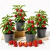 4 Carolina Reaper Pepper Live Plants - Hot Chili Peppers for Home Garden, 4-6 Inch Tall - Image 1