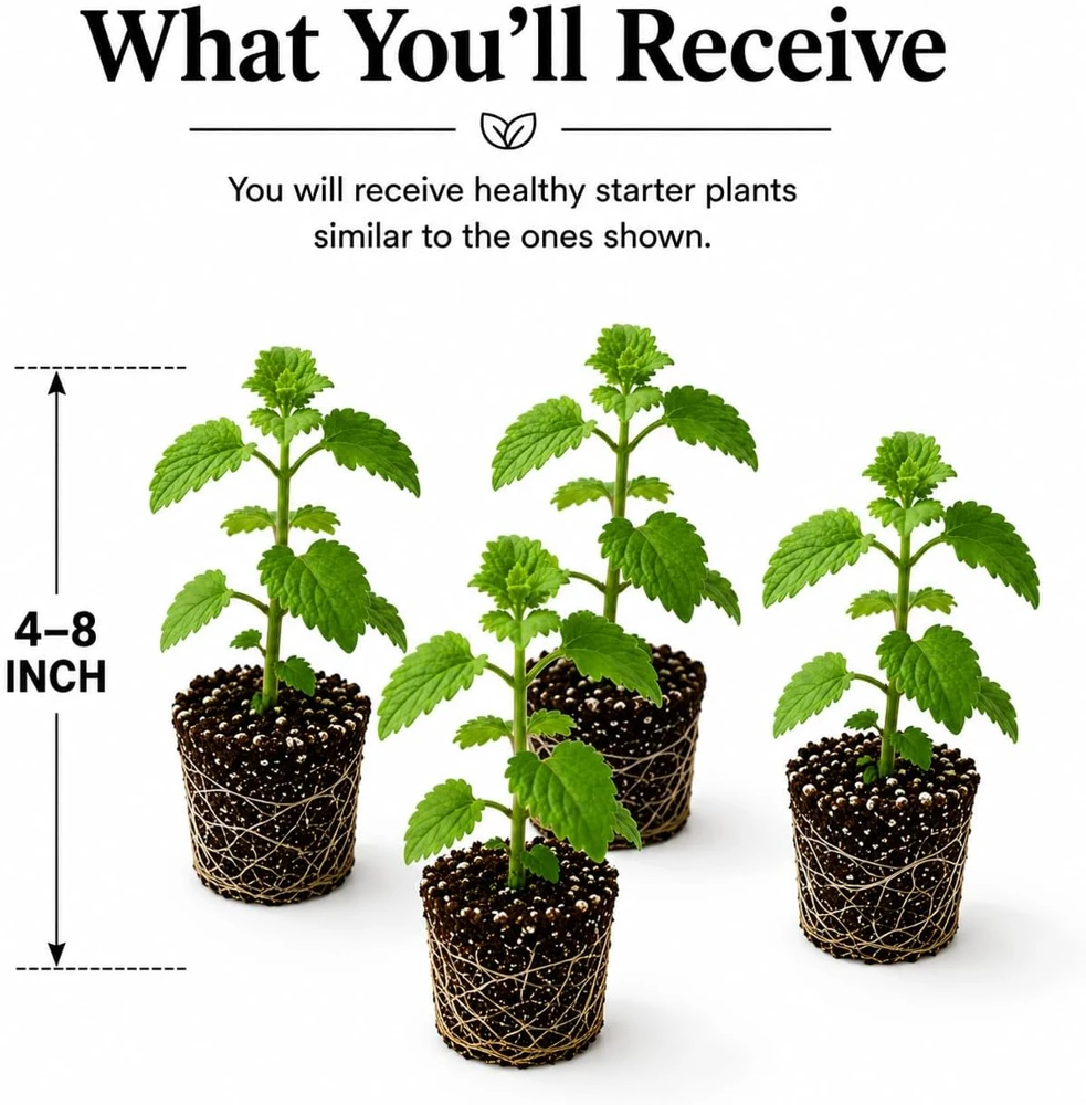 4 Pack Catnip Live Plants – Perennial Herb for Home Gardens – 4-8 Inch Tall - Image 2
