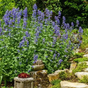 4 Pack Catnip Live Plants – Perennial Herb for Home Gardens – 4-8 Inch Tall - Image 4